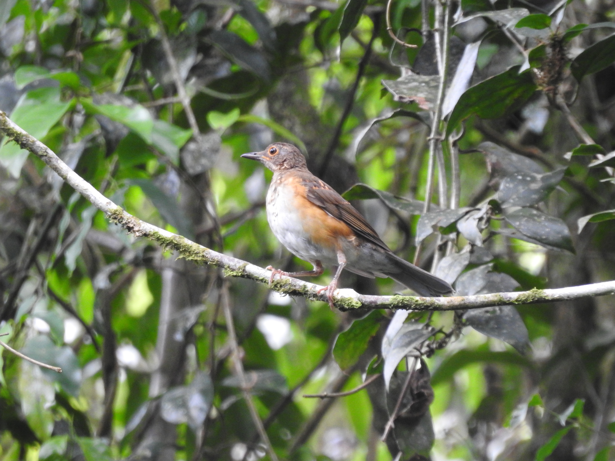 White-necked Thrush (Turdus albicollis), photo 1