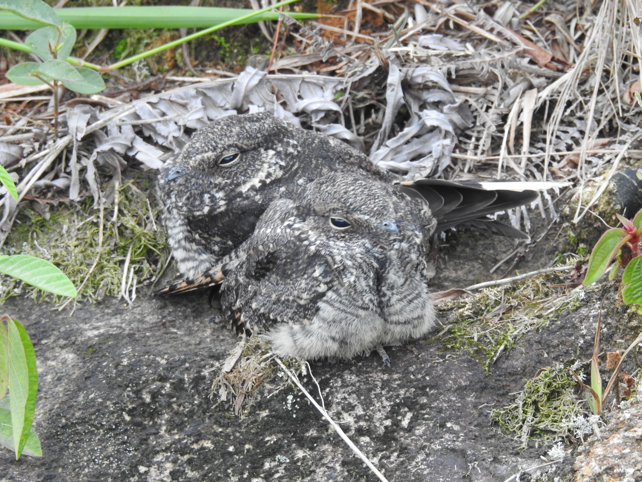 Band-winged Nightjar (Systellura longirostris), photo 1