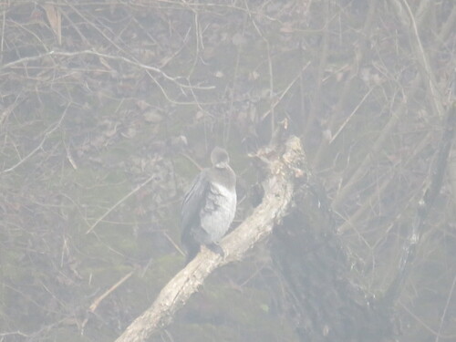 Pygmy Cormorant (Microcarbo pygmaeus), photo 4