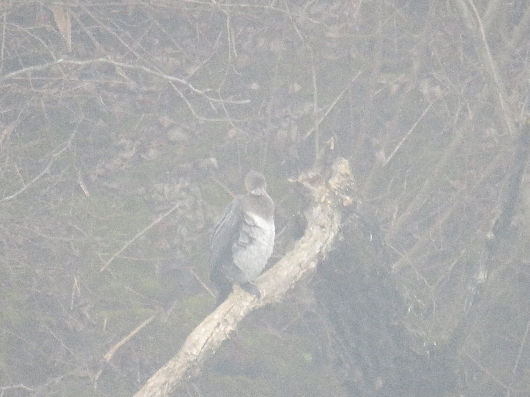 Pygmy Cormorant (Microcarbo pygmaeus), photo 6