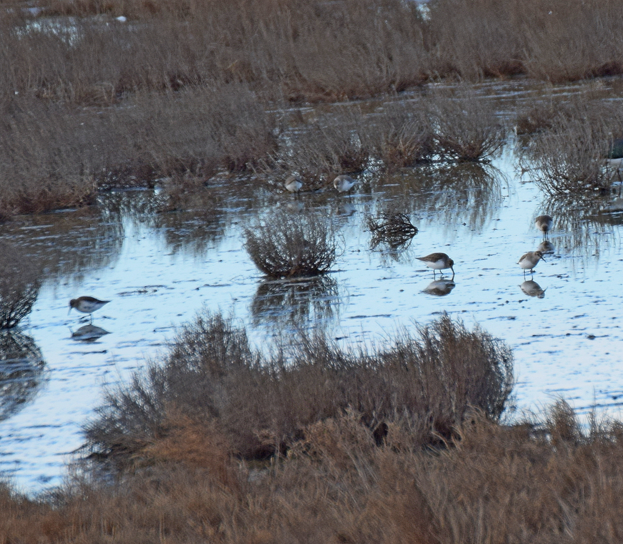 Dunlin (Calidris alpina), photo 1