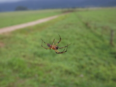 Alpaida veniliae