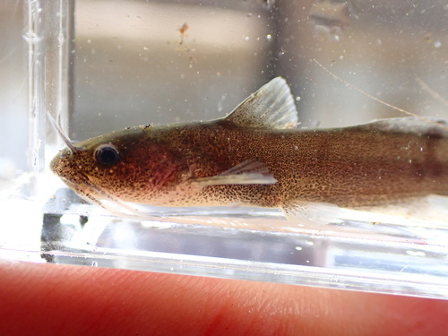 Freckled madtom (Noturus nocturnus) — Ictaluridae