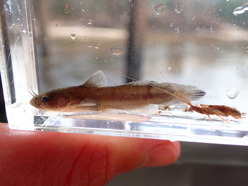 Freckled madtom (Noturus nocturnus) — Ictaluridae — 3