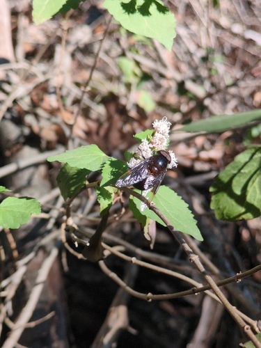 Unknown species found near Travis County, US-TX, US