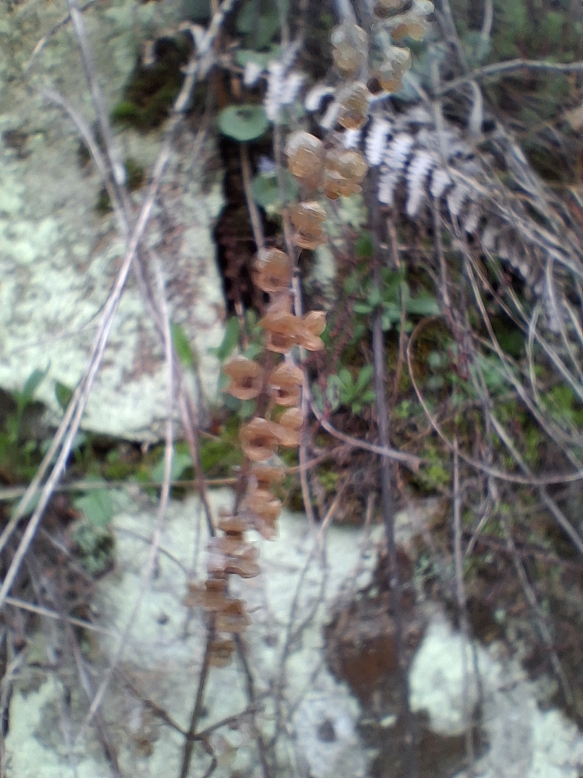 Wood sage