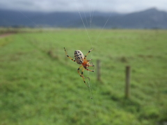 Alpaida veniliae
