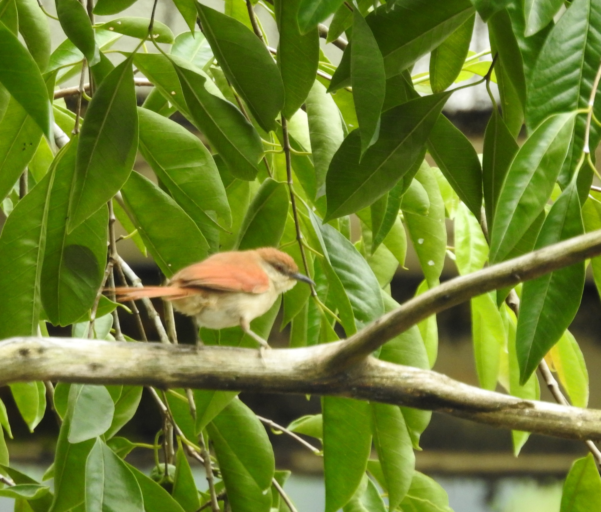 Yellow-chinned Spinetail (Certhiaxis cinnamomeus), photo 1