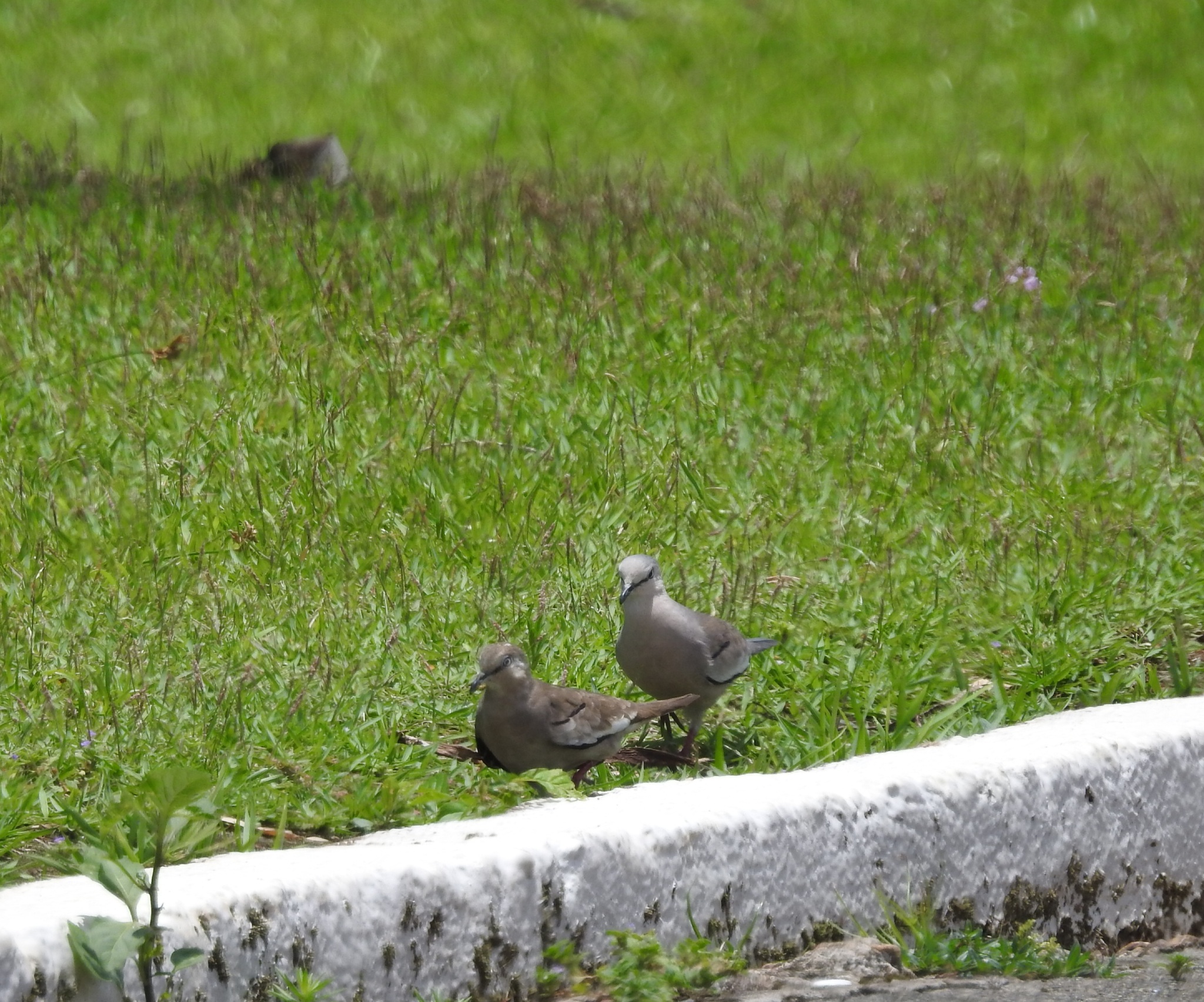 Picui Ground Dove (Columbina picui), photo 2