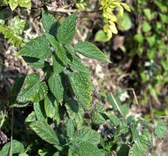 Urtica ardens