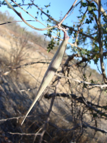 Image of Pattalias palmeri by (c) Alexis López Hernández, some rights reserved (CC BY)