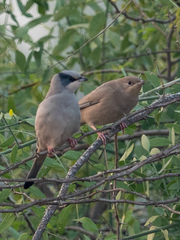 Hypocolius ampelinus