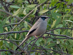 Hypocolius ampelinus