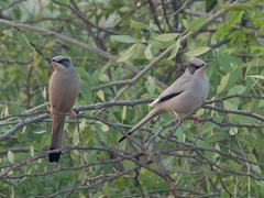 Hypocolius ampelinus