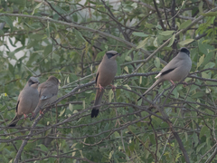 Hypocolius ampelinus