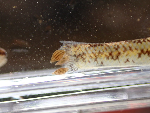 Bluntnose darter (Etheostoma chlorosomum) — Percidae — 4
