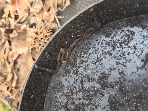 Unknown species found near CENTRAL AVENUE at BUNTYN STREET, Memphis, TN 38111, USA