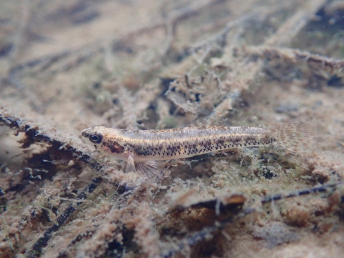 Cypress darter (Etheostoma proeliare) — Percidae — 4