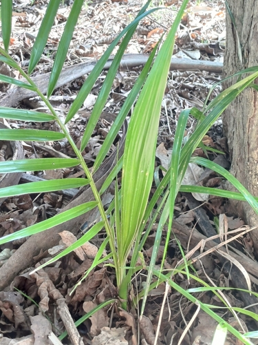Senegal date palm