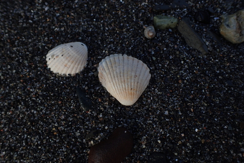 Cerastoderma edule