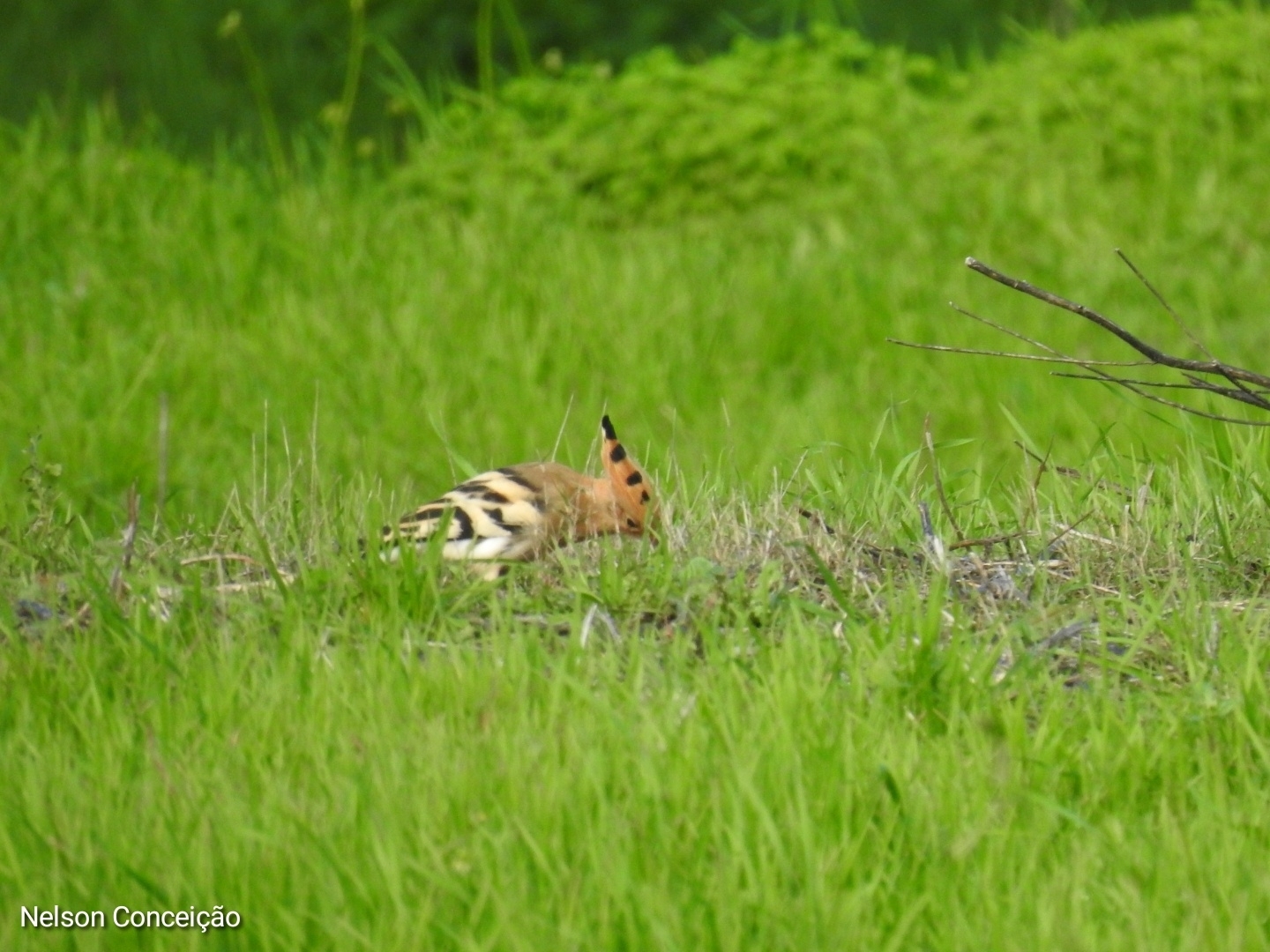 Upupa epops Linnaeus, 1758