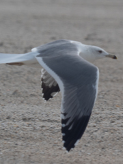 Larus armenicus