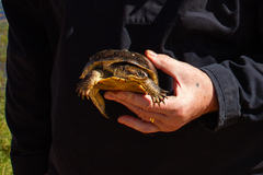 Adanson's Mud Turtle photo 3