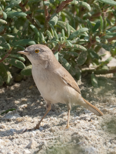 Curruca enana (Curruca nana)