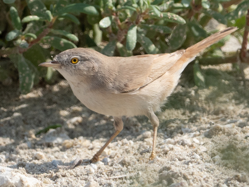 Sterpazzola nana (Curruca nana)