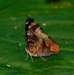 Hypanartia cinderella