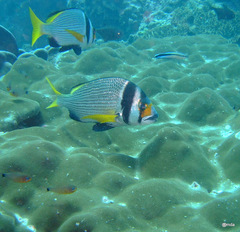 Acanthopagrus catenula