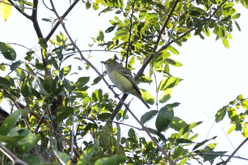 White-eyed Vireo (Vireo griseus), photo 3