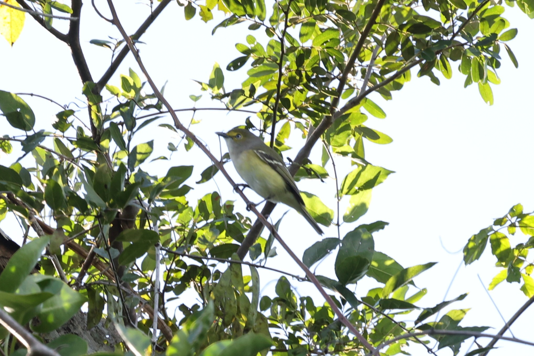 White-eyed Vireo (Vireo griseus), photo 3