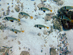 Acanthopagrus catenula