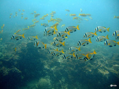 Acanthopagrus catenula