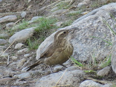 Upucerthia dumetaria