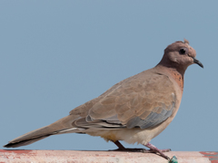 Streptopelia senegalensis