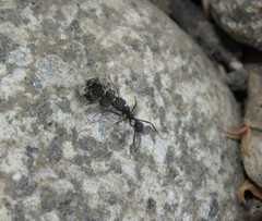 Acromyrmex lobicornis