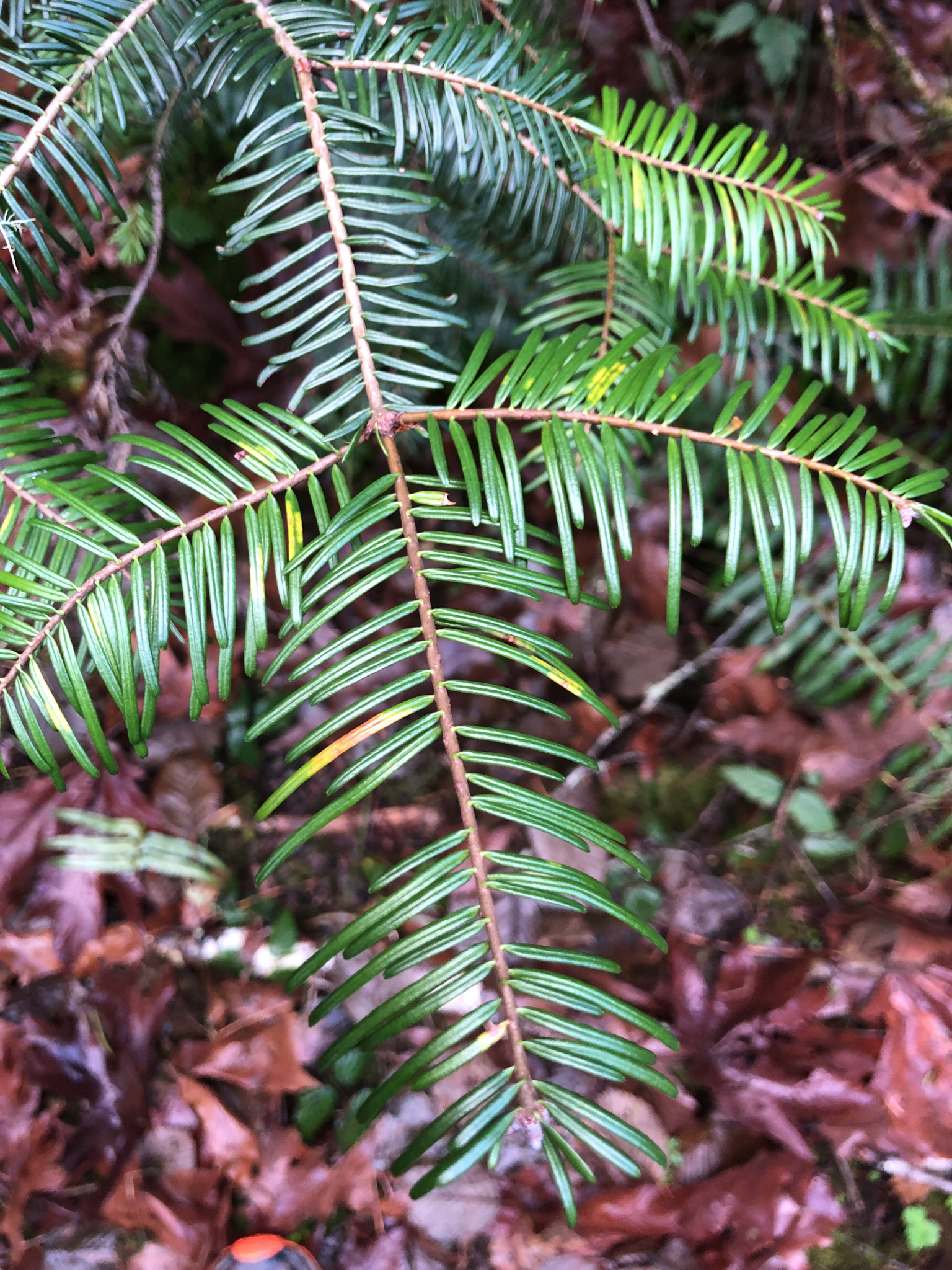 Abies grandis