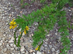 Senna polyphylla