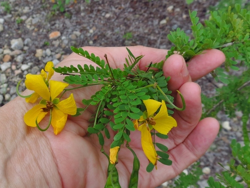 Image of Senna polyphylla by (c) Annika Lindqvist, some rights reserved (CC BY)