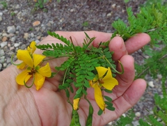 Senna polyphylla
