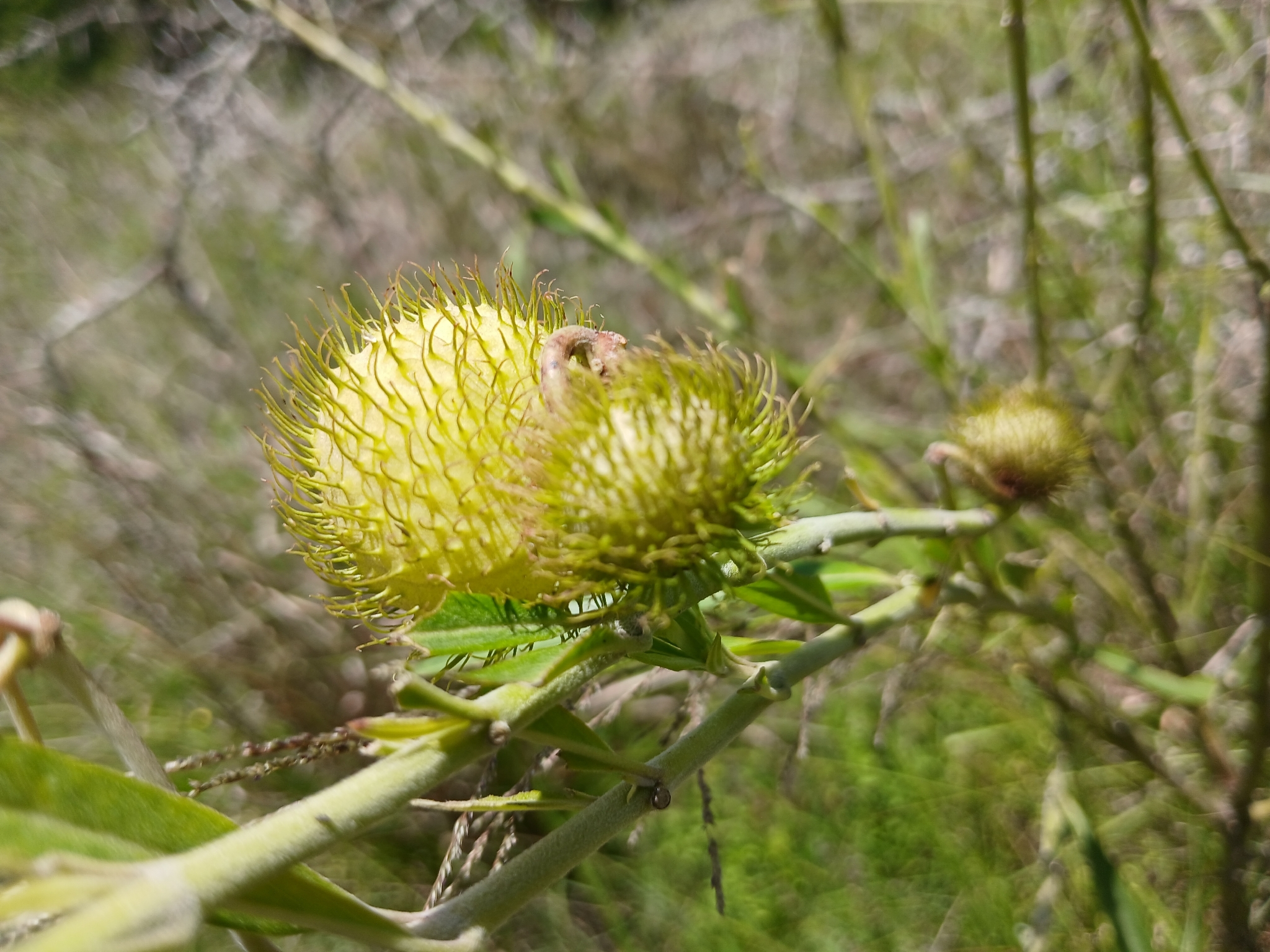 Hairy balls