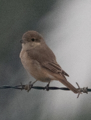 Lanius isabellinus