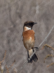 Saxicola maurus