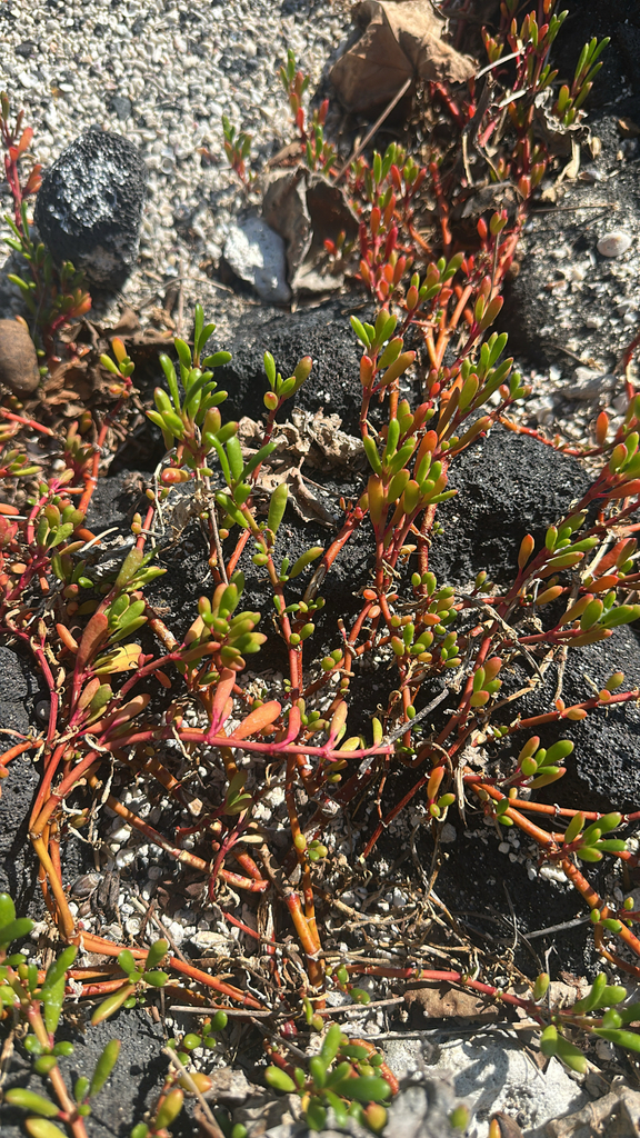 Hải châu – Sesuvium portulacastrum