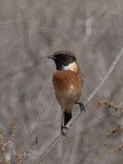 Saxicola maurus