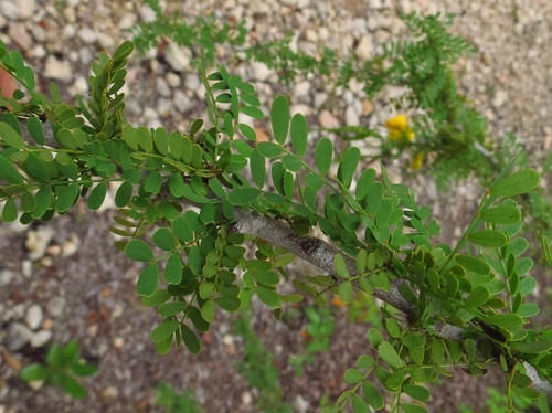 Image of Senna polyphylla by (c) Annika Lindqvist, some rights reserved (CC BY)