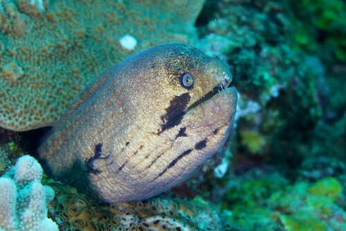 Gymnothorax breedeni