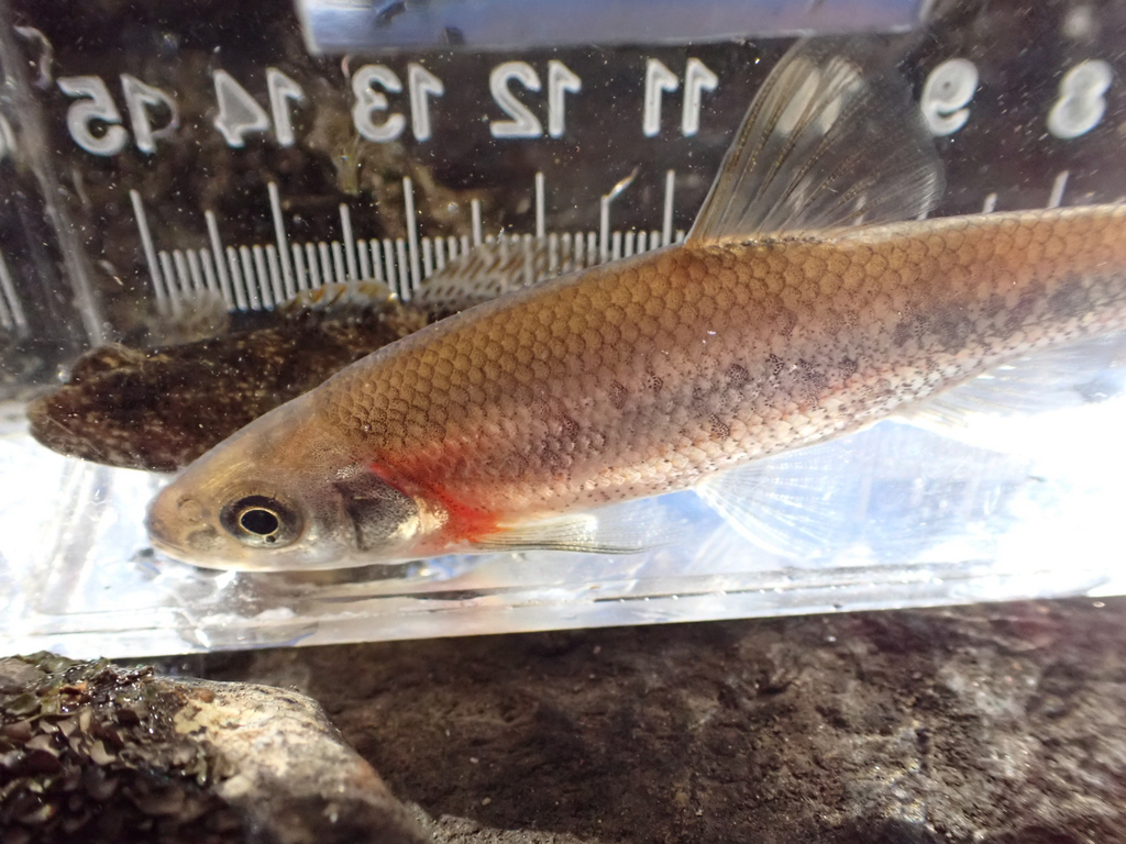 Rosyside dace (Clinostomus funduloides) — Cyprinidae
